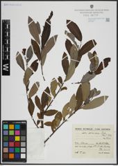 Foto von Salix atrocinerea Brot.